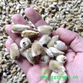 辛夷 辛夷桃 产地南召 5斤运费6元图2