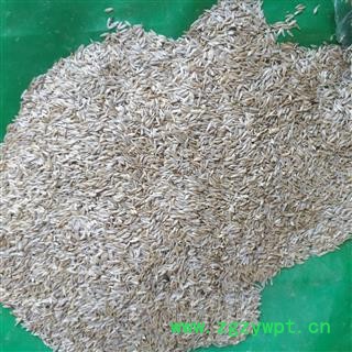 新辉药业生菜籽  莴苣子  白巨胜  新货无硫图2