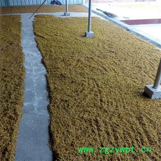 野菊花 野菊花统货 产地 河南省南阳市图2