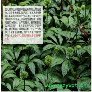 3年 三七花田七花产地直销今年新货足干颜色好专营贵细类冷被偏门 专注品质图4