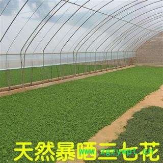 3年 三七花田七花产地直销今年新货足干颜色好专营贵细类冷被偏门 专注品质图2