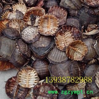 龟甲，龟上壳，龟壳， 生品，非水煮货，河南产。要量大价另议图2