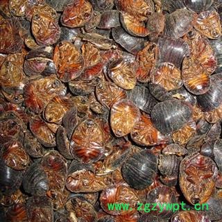 土鳖虫，土元， 统货， 产地 河南省禹州市药市图2