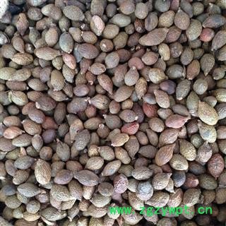 新辉药业正品胖大海 优质圆果图3