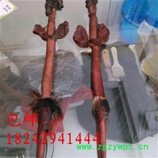 鹿鞭，产地直销长白山梅花鹿鞭，正品，假一赔十