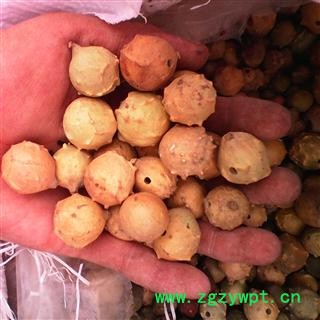 没食子 统 产地 广西壮族自治区桂林市秀峰区图2