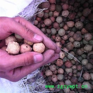 没食子 统 产地 广西壮族自治区桂林市秀峰区图3