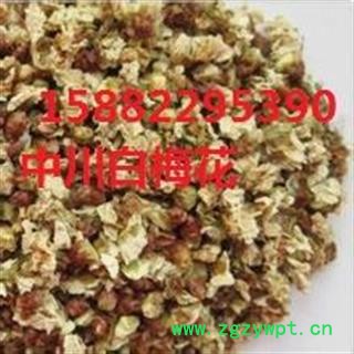 中川白梅花  产地四川  库存500可售图2