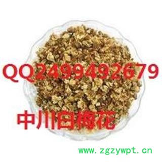 中川白梅花  产地四川  库存500可售图3