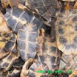 京辉药业 龟板 旱龟甲 龟壳 优质促销 销售各种中药材图2