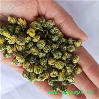 菊花 胎菊未开花选货 产地 浙江省图3