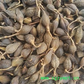 连翘 青翘 颜色好 足干 产地 山东省 国药堂 专注品质图2