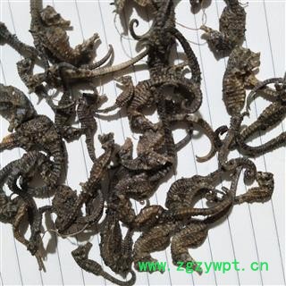 海马 清水精品小海马，马驹。绝对保证质量 产地 福建省图4