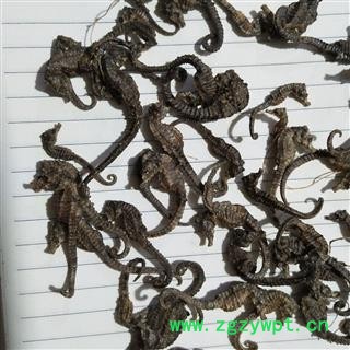 海马 清水精品小海马，马驹。绝对保证质量 产地 福建省图3