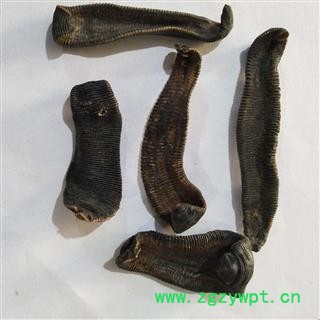 水蛭 选装清水吊杆水蛭 产地 湖北省图3