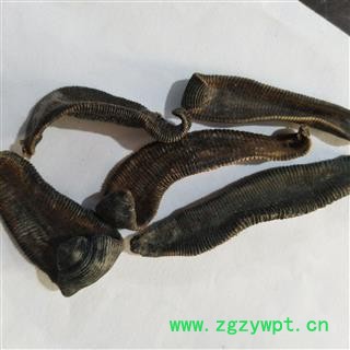 水蛭 选装清水吊杆水蛭 产地 湖北省图2