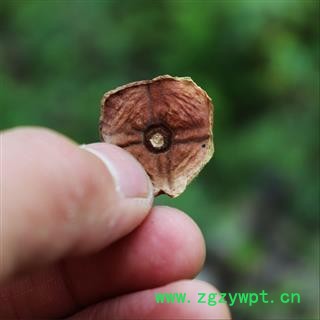 秦岭野生优质带柄柿蒂500克柿钱柿子把柿萼丁柿子蒂柿子盖图3