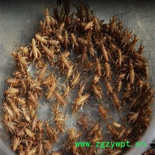 煜庭药业 蟋蟀 蛐蛐 蝈蝈 返现进行中图4