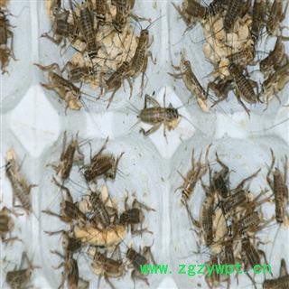 煜庭药业 蟋蟀 蛐蛐 蝈蝈 返现进行中图2