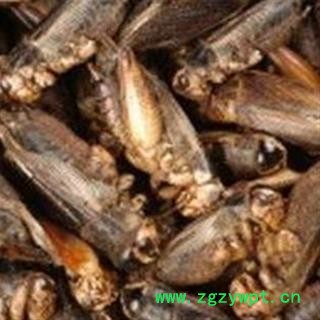 煜庭药业 蟋蟀 蛐蛐 蝈蝈 返现进行中图3