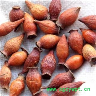 金樱子 统 2021年 产地 湖北省襄阳市枣阳市图2