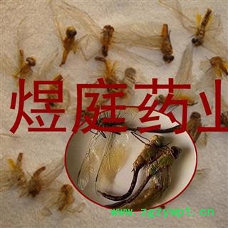 煜庭药业 蜻蜓 马大头 猫猫丁图2