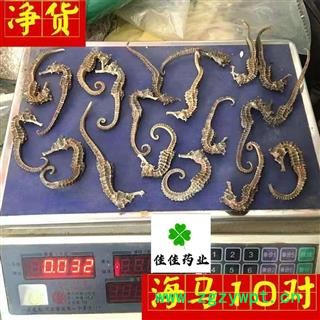 海马 海马中条1.0-1.5克左右一条 产地 广东省 正品净货 无加重 个头匀陈 供应各类中药材 冷背货矿石等图4