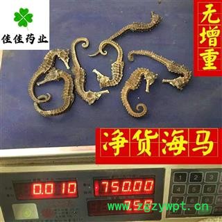 海马 海马中条1.0-1.5克左右一条 产地 广东省 正品净货 无加重 个头匀陈 供应各类中药材 冷背货矿石等图2