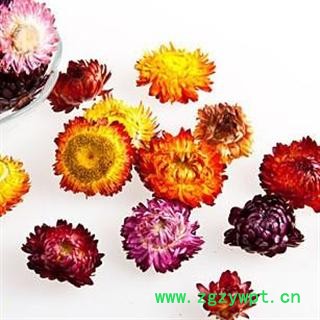 七彩菊花 优质 产地 安徽省黄山市市辖区图2