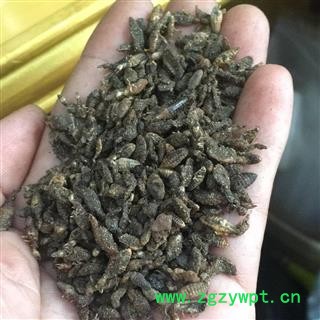 金沙牛 金砂牛 蚂铃虫 统 产地 广西 小影全品类中药材店铺图2