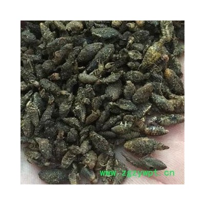 金沙牛 金砂牛 蚂铃虫 统 产地 广西 小影全品类中药材店铺