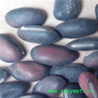 新辉药业刀豆 黑刀豆 红刀豆 白刀豆图2