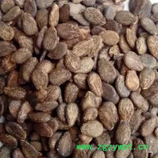 新辉药业中药材西瓜子 西瓜籽 西瓜皮图2