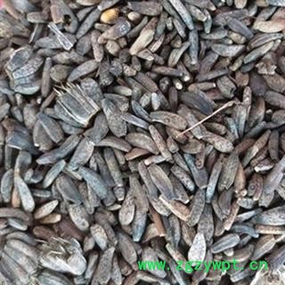 新辉药业优质牛蒡子 大力子 牛大力图2