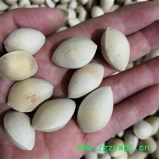 新辉药业中药材白果 生白果 银杏果 白果仁图2