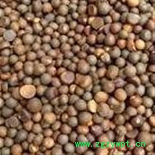 新辉药业正品苦豆子 统 产地 新疆图2