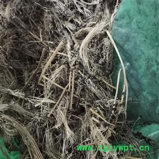 新辉药业糠谷老 看谷老 老谷穗 老枪谷 枪谷图3