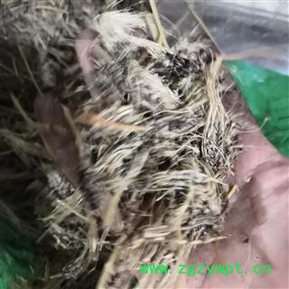 新辉药业糠谷老 看谷老 老谷穗 老枪谷 枪谷图2