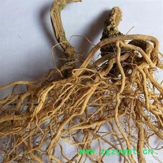 新辉药业正品苦瓜根  另有苦瓜片图2