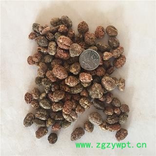 新辉药业正品砂仁  阳春砂仁 春砂仁图2