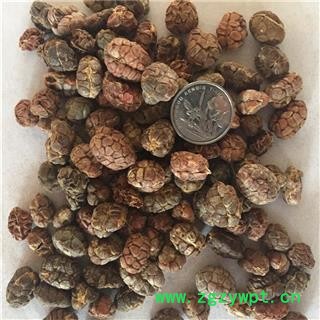 新辉药业正品砂仁  阳春砂仁 春砂仁图3