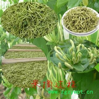 金银花 金银花青花精选货 产地 山东省图2