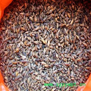 产地直销   清水金沙牛图2