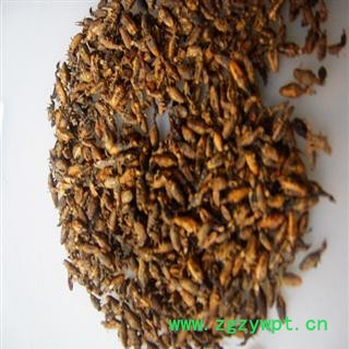 产地直销   清水金沙牛图3