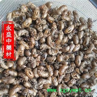 蝉蜕 蝉蜕统货产地直销 产地 河南省南阳市图2
