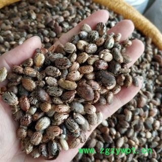 新辉药业正品中药材 蓖麻子 黑蓖麻子 红蓖麻子图3