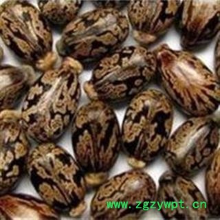 新辉药业正品中药材 蓖麻子 黑蓖麻子 红蓖麻子图2