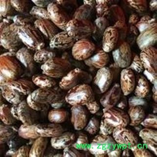 新辉药业中药材红蓖麻子图3