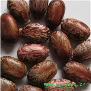 新辉药业中药材红蓖麻子图2