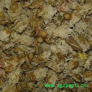 白菊花 统 产地 河北省邯郸市邯郸县图2